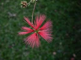 Image result for Calliandra tweedii