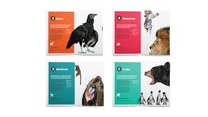 Chester Zoo Rebrand On Behance Chester Zoo Zoo Rebranding
