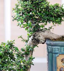 These trees are now known as bonsai, which literally translated means a tree in a pot, although many now use the term bonsai tree. Noviflora Asian Serenity 02 2021 Detail Blog