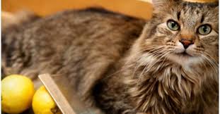 How To Get Rid Of Fleas 16 Effective Home Remedies For Fleas