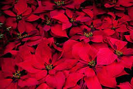 The Touching Meaning Behind Poinsettias And How It Relates To Latter Day Saints Winter Plants Outdoor Winter Plants Small Yellow Flowers
