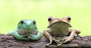 Amphibians At The Animal Store Pets Animals Exolotls Frogs Newts Salamanders Toads Animals Dumpy Tree Frog Cute Baby Animals
