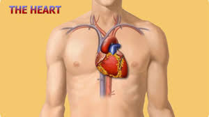 The Human Heart Deskarati It is an interactive, lecture based course covering the underlying concepts and principles related to human gross anatomy of the heart and related structures. the human heart deskarati