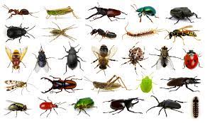 Long island termite exterminating is one of the premier pest control services provided by suburban exterminators. More Brennan Termite And Pest Control