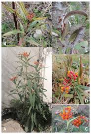 Image result for Apocynaceae subfamily Periplocoideae