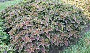 Image result for Coleus goetzenii