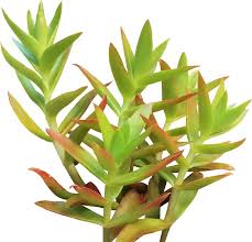 Image result for Crassula alticola