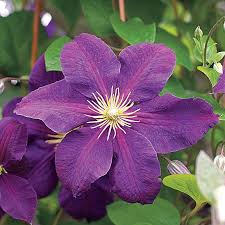 Image result for Clematis