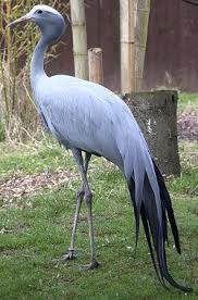 Birds Of South Africa Pictures And Names Fascinating Siberian White Crane Facts South African Birds South African Animals Bird Photography