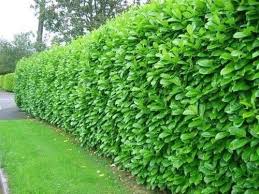 California Liguster Hecke 2019 California Liguster Hecke The Post California Liguster Hecke 2019 Appeared First On Sichtschu Pflanzen Garten Garten Hecken