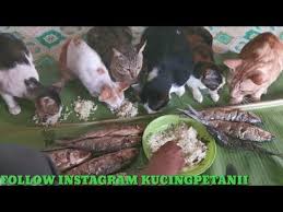 Sudahkah Kalian Melihat Kucing Kucing Lucu Yang Mendengarkan Ceramah Dan Tausiayah Dulu Sebelum Mereka Menyantap Makanan Nah K Kucing Kucing Lucu Anak Kucing