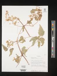 Image result for Clematis hirsuta