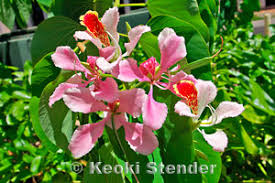 Image result for Bauhinia monandra