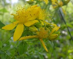 L'iperico perforato (hypericum perforatuml., fam. Hypericum Perforatum L Id 4135 Erba Di S Giovanni Comune Forum Acta Plantarum