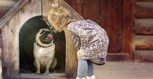 Find out how to access free resources for educators. Top Dog Trainers In Maryland Southern Md Dog Training Sit Means Sit