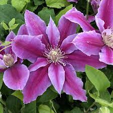 Check spelling or type a new query. Ruppel Clematis Dr Blumen Pflanzen Garten Balkonpflanzen