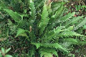 Image result for Nesaea aspera