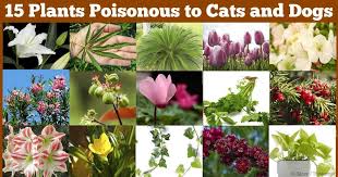 This tiny flower is toxic to cats, dogs, horses and cows. 15 Poisonous Plants To Cats And Dogs V2 Fb Jpg 1200 630 Plants Poisonous Plants Common House Plants