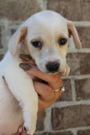 Stepparent adoption forms for vermont adoption. Adopt Luke Pending On Petfinder New Puppy Pets Puppies