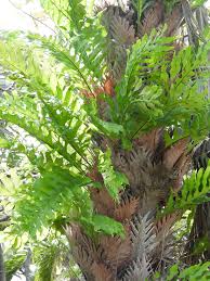 Image result for Drynaria