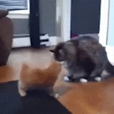 Pin On Gifyoutube Com