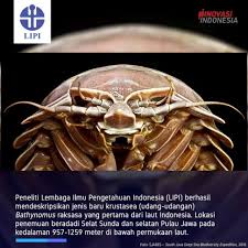 Selain menulis, perempuan kelahiran palembang ini juga gemar menyanyi, walaupun suaranya tak bisa disetarakan dengan siti nurhalizah. Lipi Temukan Kecoa Laut Raksasa Penampakannya Bikin Merinding