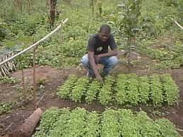Je cherche un mod¨¨le de projet agricole r¨¦dig¨¦ pour avoir une id¨¦e comment le faire. Presentation Du Projet Maraichers Cote D Ivoire