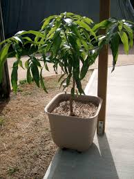 If it does get cold during wintertime you can consider growing your tree in a large pot and taking it inside once fall rolls around and things start to cool. 20 Latest Dwarf Mango Tree Indoors Pink Wool
