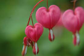 Have you noticed that it looks a bit like a heart? Pin By Ixigo Com On Amazing Places Around The World By Ixigo Com Bleeding Heart Shade Loving Perennials Bleeding Heart Flower