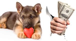 How do you socialize your puppies before they leave? How Much Is A German Shepherd Dog What Can You Expect To Pay