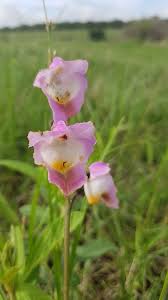 Image result for Eulophia cucullata