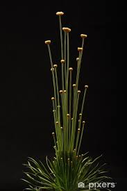 Image result for Syngonanthus