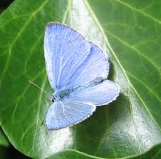 Image result for Celastrina argiolus