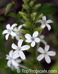 Image result for Plumbago zeylanica