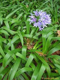 Image result for Agapanthus praecox