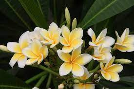 Maybe you would like to learn more about one of these? 10 Best Fragrant Flowers In India Fragrant Plants List
