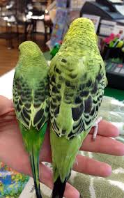 Big Size Difference Between English Budgies And American Budgies Muhabbet Kuslari Papaganlar Komik Hayvan