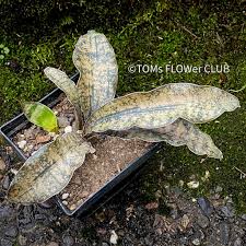 Image result for Sansevieria kirkii