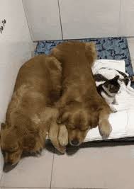 Cat and dog cuddling gif. Cuddle Gif By Vosszaa Gfycat