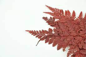 In the pteridophyte phylogeny group classification of 2016 (ppg i), it is the only genus in the family davalliaceae, which is placed in the suborder polypodiineae, order polypodiales. Stabilisierter Davalia Farn Rot Bei Phocealys Grosshandler Stabilisierten Pflanzen Profis Lieferant Massen Verkauf