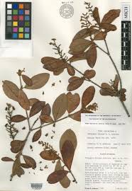 Image result for Triaspis hypericoides