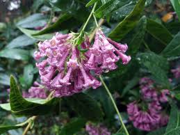 Image result for Cestrum