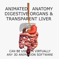 3d Anatomy Model Human Animated Digestive Organs Transparent Liver 3d Model Ad Human Animated Anatomy Mo In 2020 3d Anatomy Model Anatomy Models Digestive Organs
