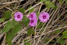Image result for Ipomoea rubens