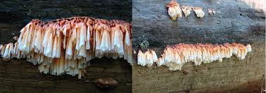 Image result for Pycnoporellus alboluteus