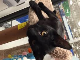 Maybe you would like to learn more about one of these? Ebbs Shelter Friends