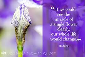 Powerful buddha quotes on peace. The Miracle Of A Single Flower Monday S Flower Quote