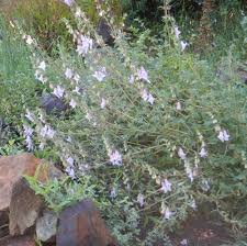 Image result for Ceratotheca