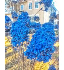 Hydrangea flowers tend to be on the heavy side, so don't go overboard pruning old canes. Blue Hydrangeas All Winter Southern Living