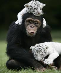 Chimp And White Tiger Cubs Are Best Friends Unlikely Animal Friendship Animals Friendship Unusual Animal Friendships Unlikely Animal Friends
